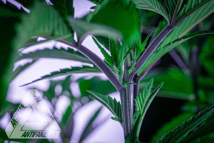 IZI SEEDS - Grandpa Zombie Genetics FemY. Week 9
