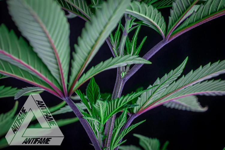 IZI SEEDS - Grandpa Zombie Genetics FemY. Week 9