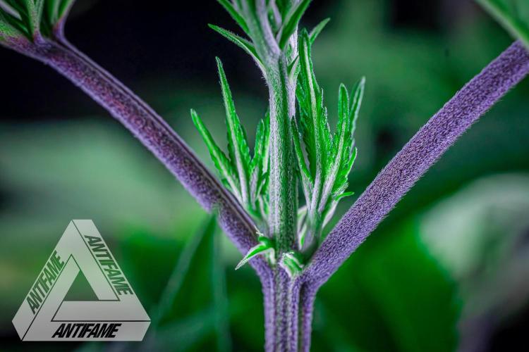 IZI SEEDS - Grandpa Zombie Genetics FemY. Week 9