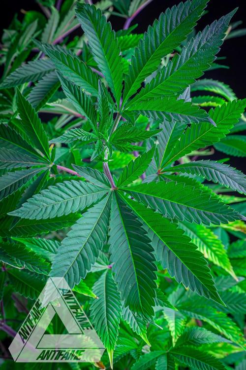 IZI SEEDS - Grandpa Zombie Genetics FemY. Week 9