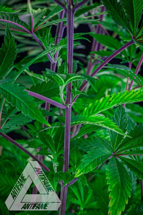 IZI SEEDS - Grandpa Zombie Genetics FemY. Week 9