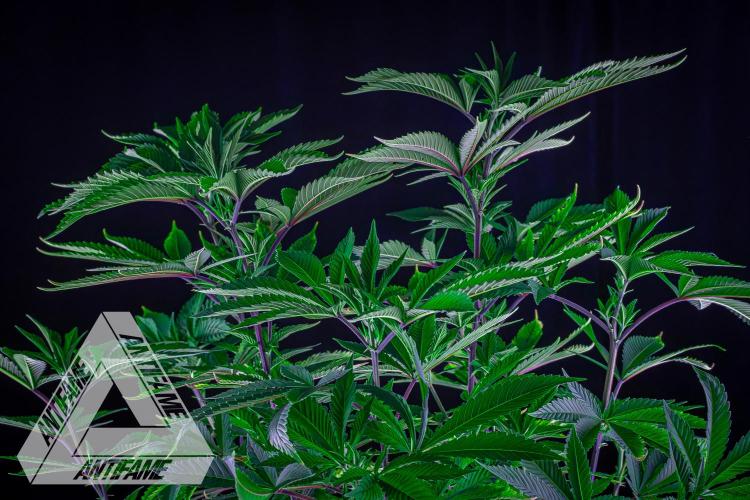 IZI SEEDS - Grandpa Zombie Genetics FemY. Week 9