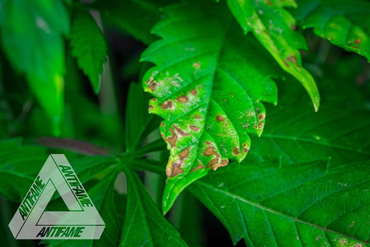 IZI SEEDS - Grandpa Zombie Genetics FemY. Week 9