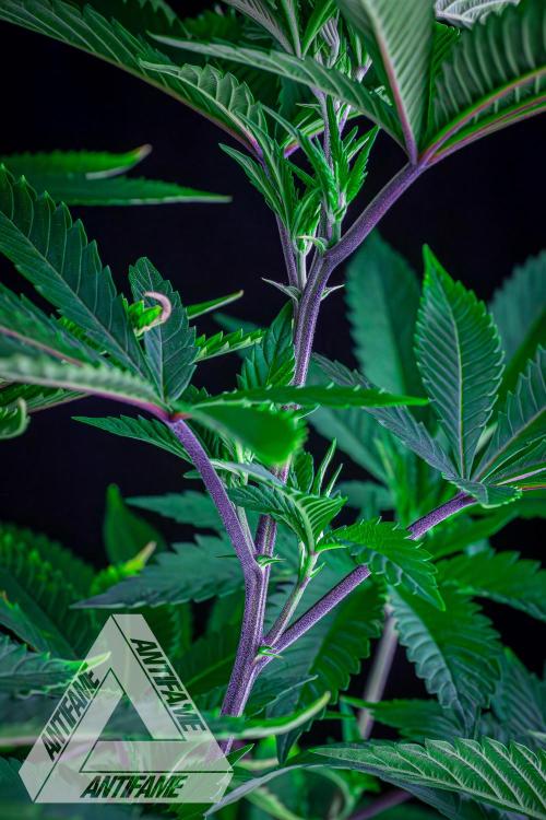 IZI SEEDS - Grandpa Zombie Genetics FemY. Week 9
