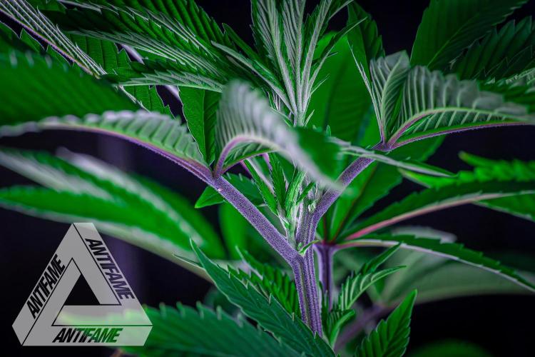 IZI SEEDS - Grandpa Zombie Genetics FemY. Week 9