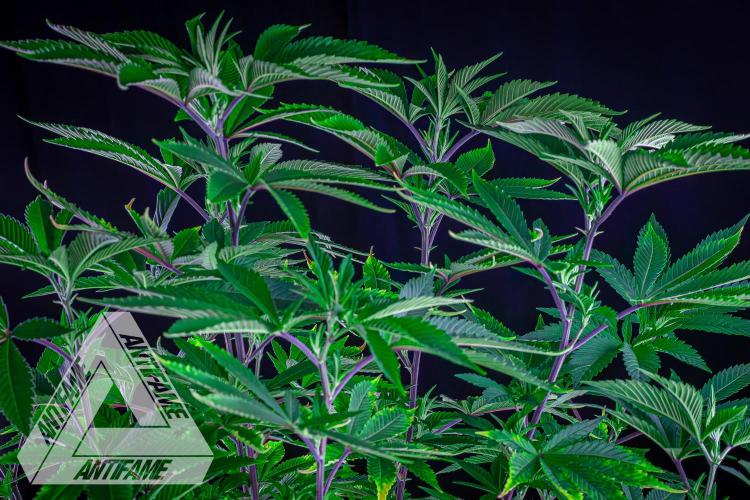 IZI SEEDS - Grandpa Zombie Genetics FemY. Week 9
