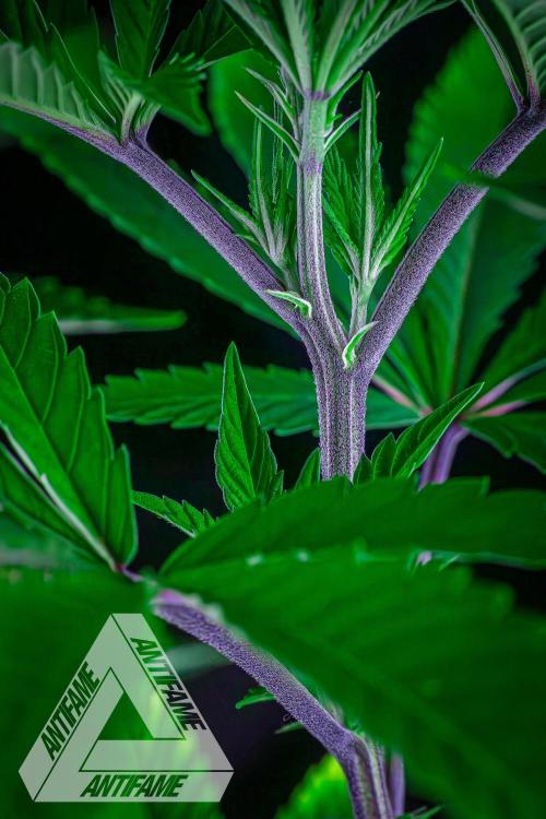 IZI SEEDS - Grandpa Zombie Genetics FemY. Week 9