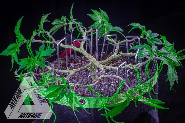 IZI SEEDS - Grandpa Zombie genetics femR. Week 9