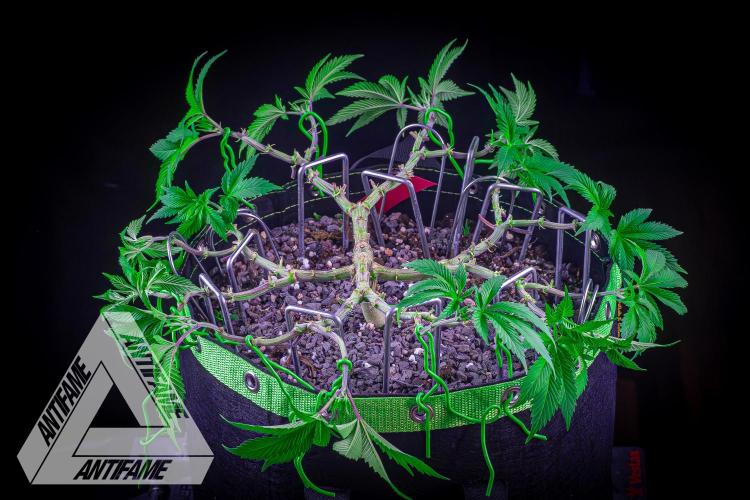 IZI SEEDS - Grandpa Zombie genetics femR. Week 9