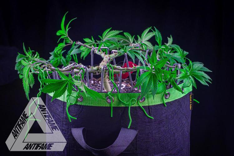 IZI SEEDS - Grandpa Zombie genetics femR. Week 9