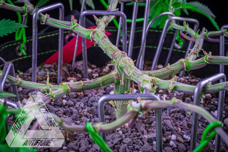 IZI SEEDS - Grandpa Zombie genetics femR. Week 9