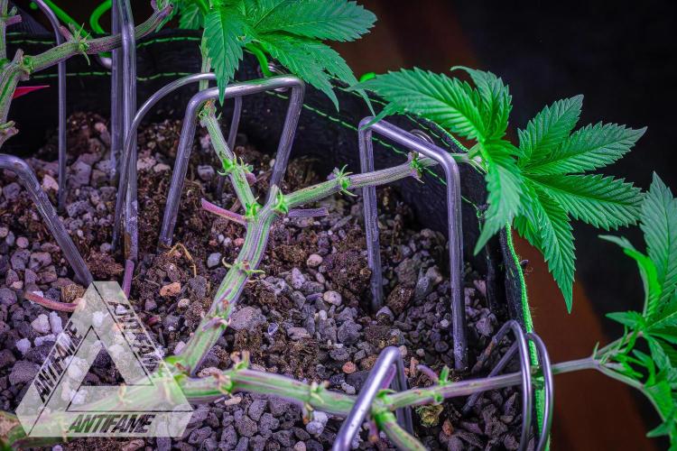 IZI SEEDS - Grandpa Zombie genetics femR. Week 9