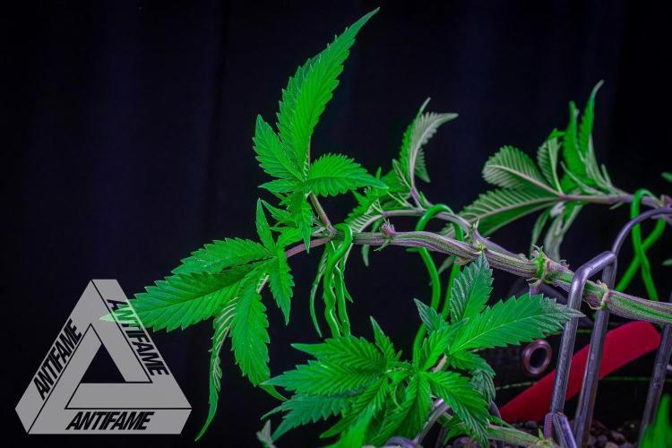 IZI SEEDS - Grandpa Zombie genetics femR. Week 9