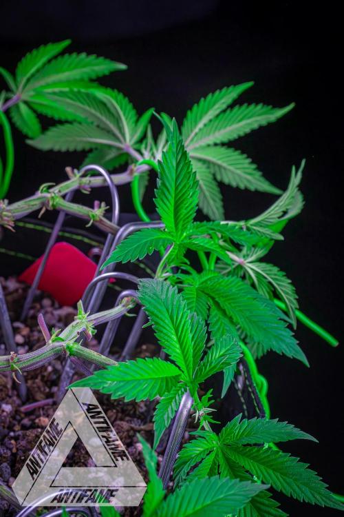 IZI SEEDS - Grandpa Zombie genetics femR. Week 9