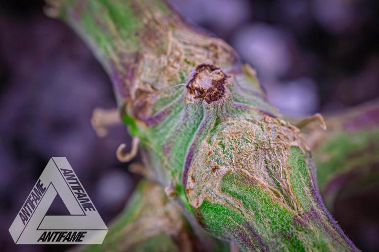 IZI SEEDS - Grandpa Zombie genetics femR. Week 9