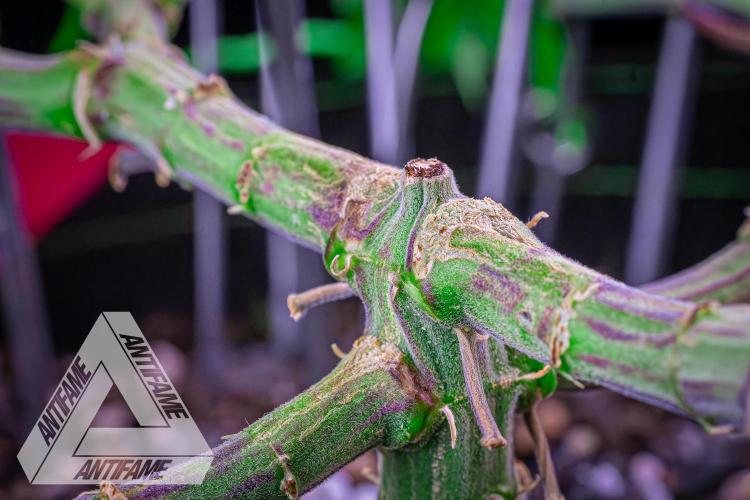 IZI SEEDS - Grandpa Zombie genetics femR. Week 9