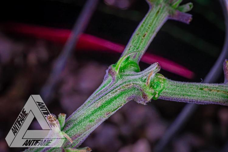 IZI SEEDS - Grandpa Zombie genetics femR. Week 9