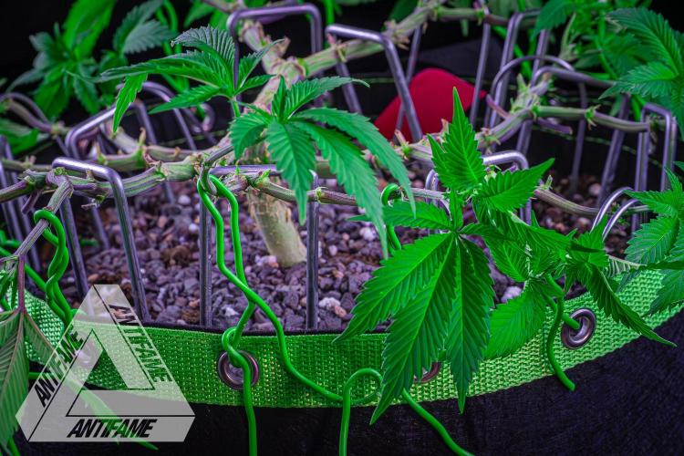 IZI SEEDS - Grandpa Zombie genetics femR. Week 9