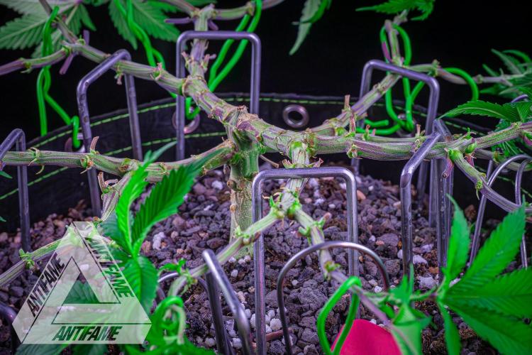 IZI SEEDS - Grandpa Zombie genetics femR. Week 9