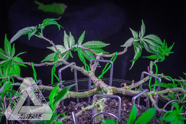 IZI SEEDS - Grandpa Zombie genetics femR. Week 9