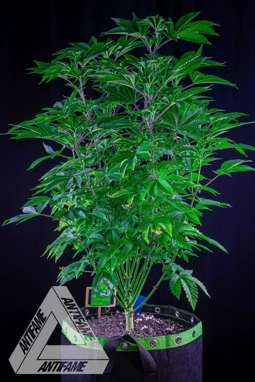IZI SEEDS - Grandpa Zombie genetics femB. Week 9