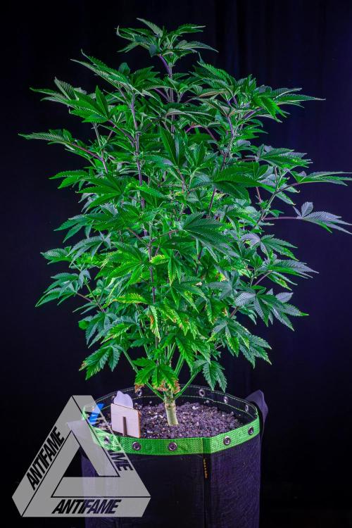 IZI SEEDS - Grandpa Zombie genetics femB. Week 9