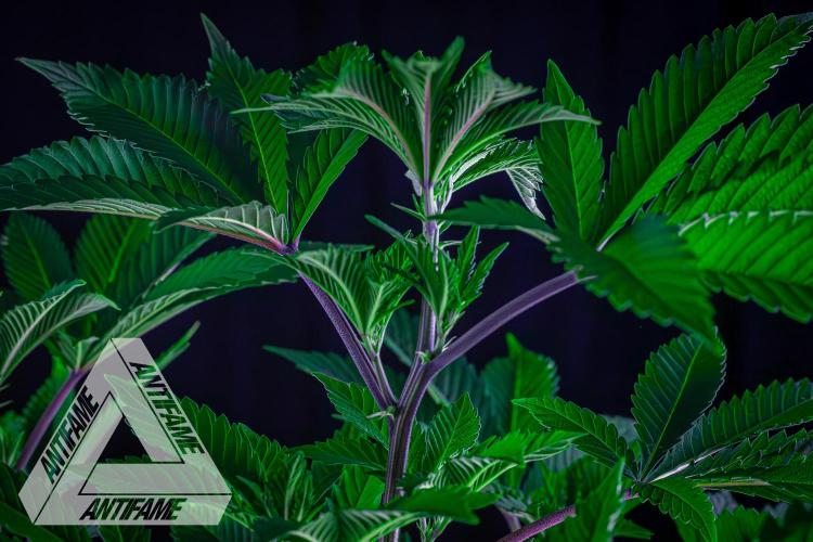 IZI SEEDS - Grandpa Zombie genetics femB. Week 9