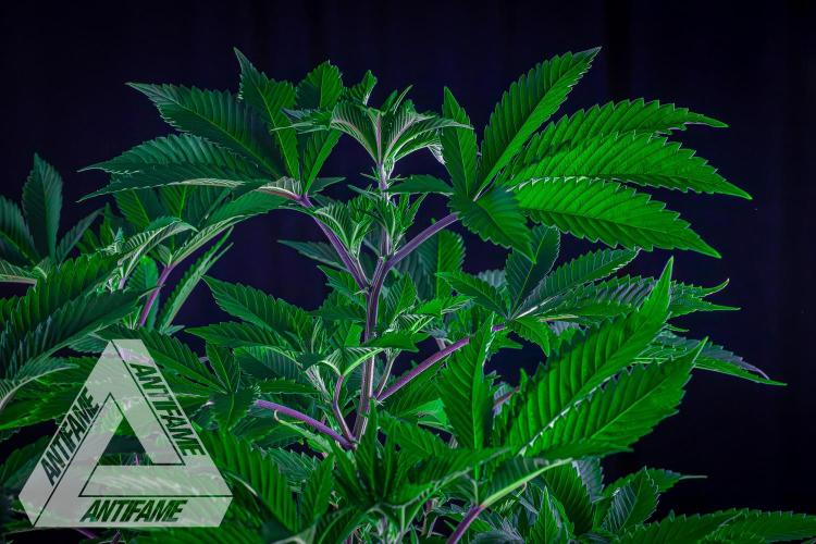 IZI SEEDS - Grandpa Zombie genetics femB. Week 9