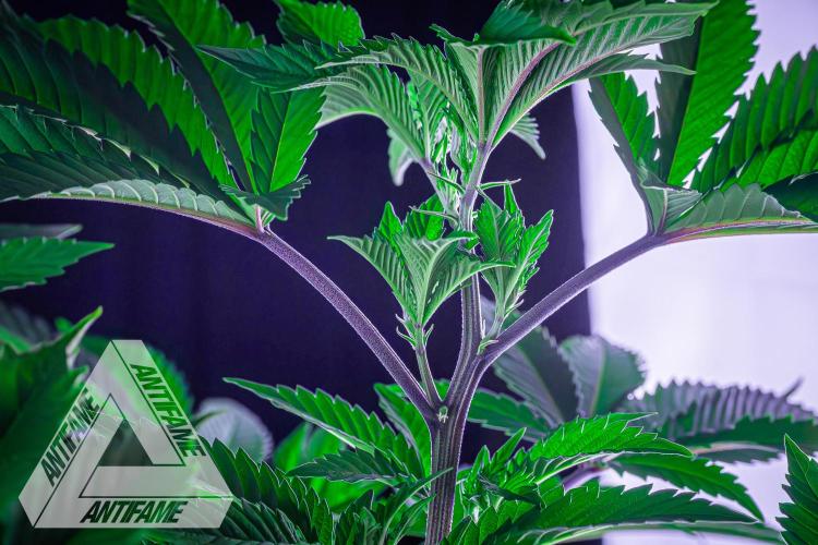 IZI SEEDS - Grandpa Zombie genetics femB. Week 9