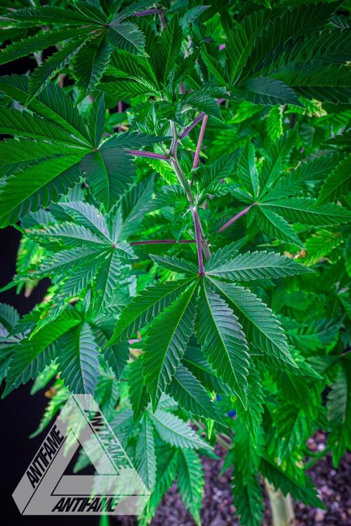 IZI SEEDS - Grandpa Zombie genetics femB. Week 9