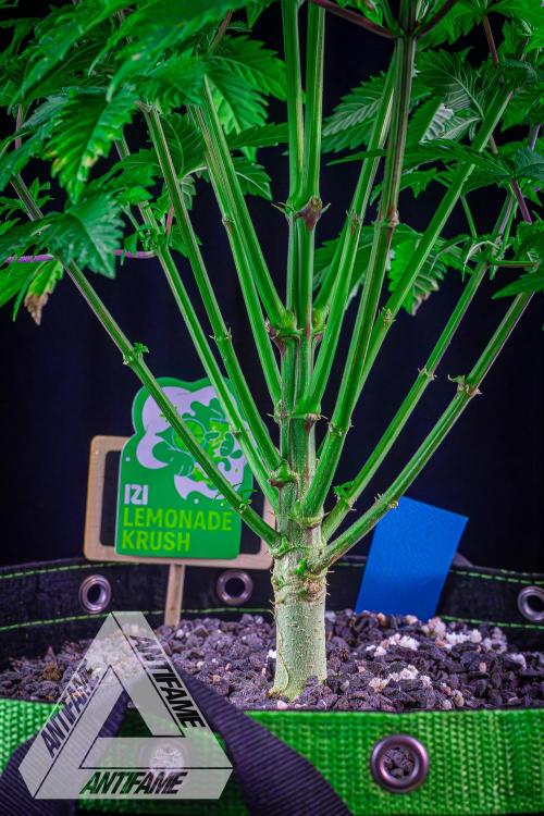 IZI SEEDS - Grandpa Zombie genetics femB. Week 9