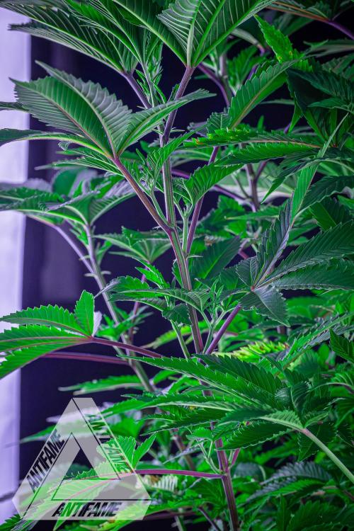 IZI SEEDS - Grandpa Zombie genetics femB. Week 9