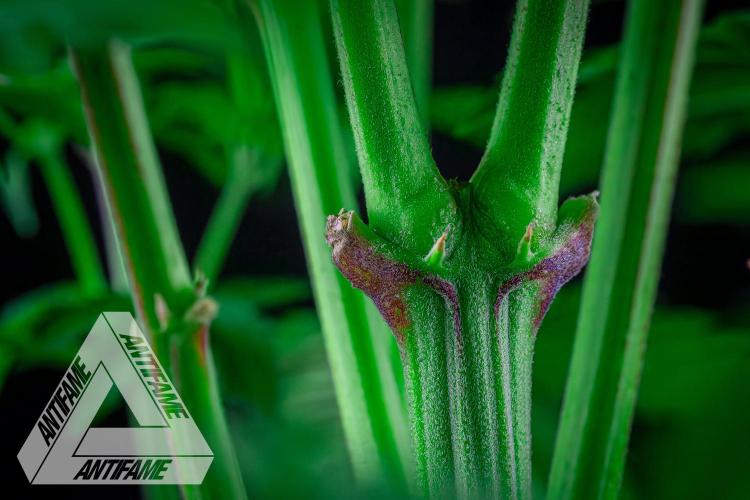 IZI SEEDS - Grandpa Zombie genetics femB. Week 9