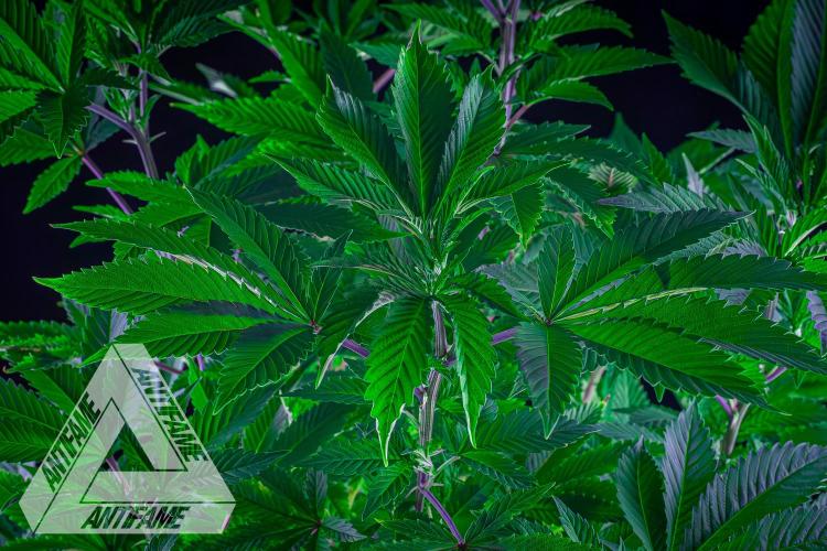 IZI SEEDS - Grandpa Zombie genetics femB. Week 9