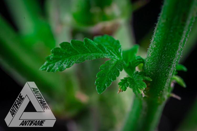 IZI SEEDS - Grandpa Zombie genetics femB. Week 9