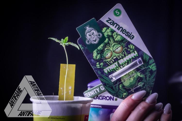 ZAMNESIA - Sticky Broccoli - EGC 2026 Y. Week 1
