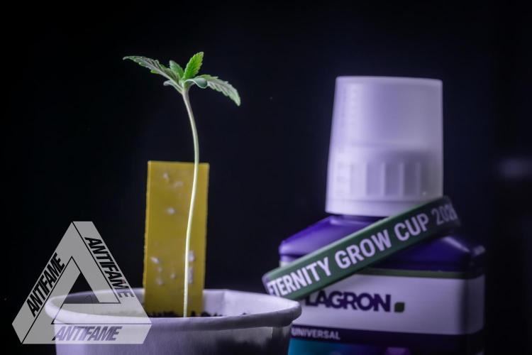 ZAMNESIA - Sticky Broccoli - EGC 2026 Y. Week 1