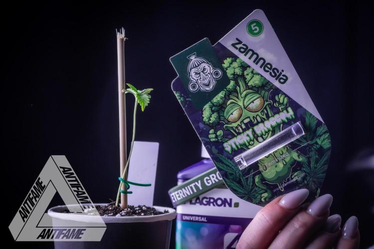 ZAMNESIA - Sticky Broccoli - EGC 2026 W. Week 1