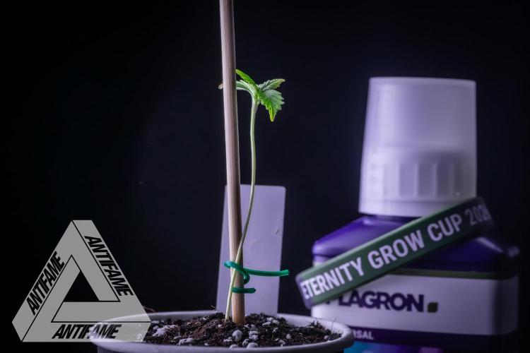 ZAMNESIA - Sticky Broccoli - EGC 2026 W. Week 1