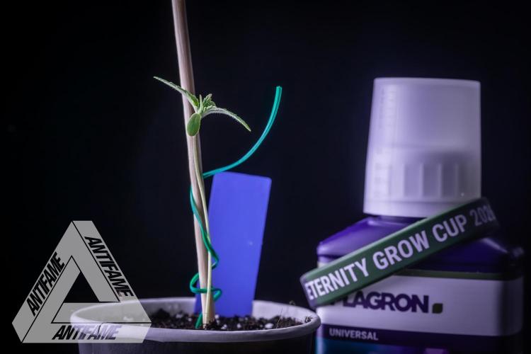 ZAMNESIA - Sticky Broccoli - EGC 2026 B. Week 1