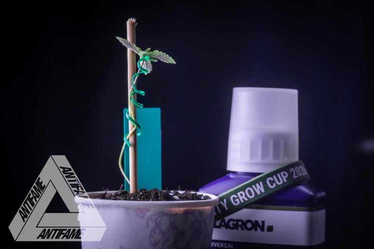 ZAMNESIA - Sticky Broccoli - EGC 2026 T. Week 1