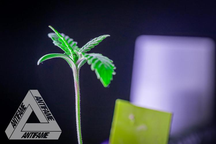 ZAMNESIA - Sticky Broccoli - EGC 2026 Y. Week 1