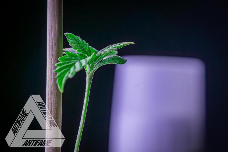 ZAMNESIA - Sticky Broccoli - EGC 2026 W. Week 1