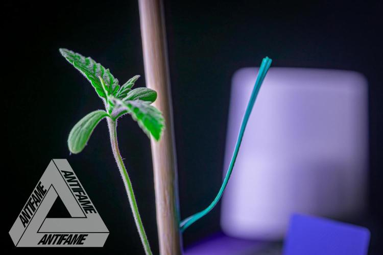 ZAMNESIA - Sticky Broccoli - EGC 2026 B. Week 1