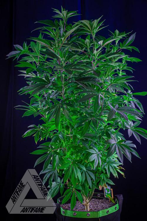 IZI SEEDS - Grandpa Zombie Genetics FemY. Week 10