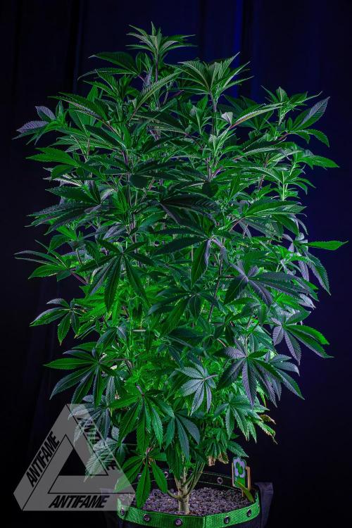 IZI SEEDS - Grandpa Zombie Genetics FemY. Week 10