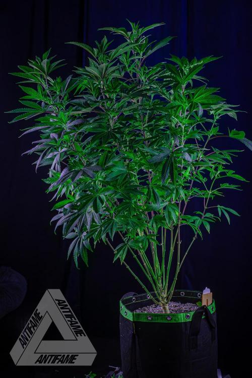 IZI SEEDS - Grandpa Zombie Genetics FemY. Week 10