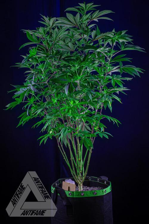 IZI SEEDS - Grandpa Zombie Genetics FemY. Week 10