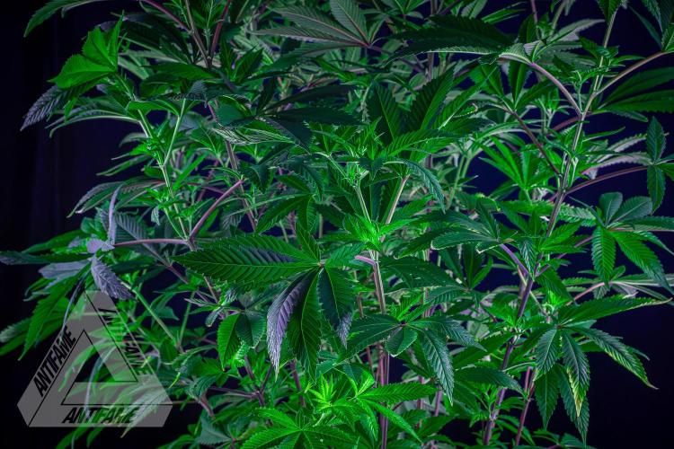 IZI SEEDS - Grandpa Zombie Genetics FemY. Week 10