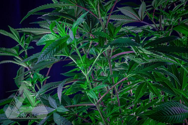 IZI SEEDS - Grandpa Zombie Genetics FemY. Week 10